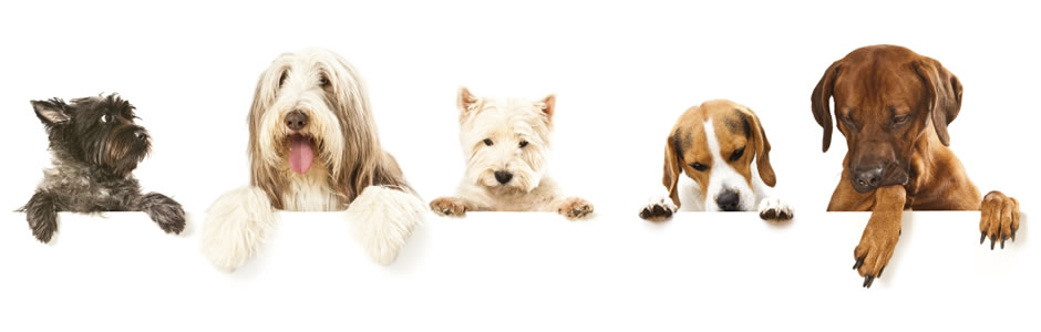 dogs